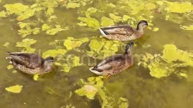 一群鸭子游过沼泽的池塘